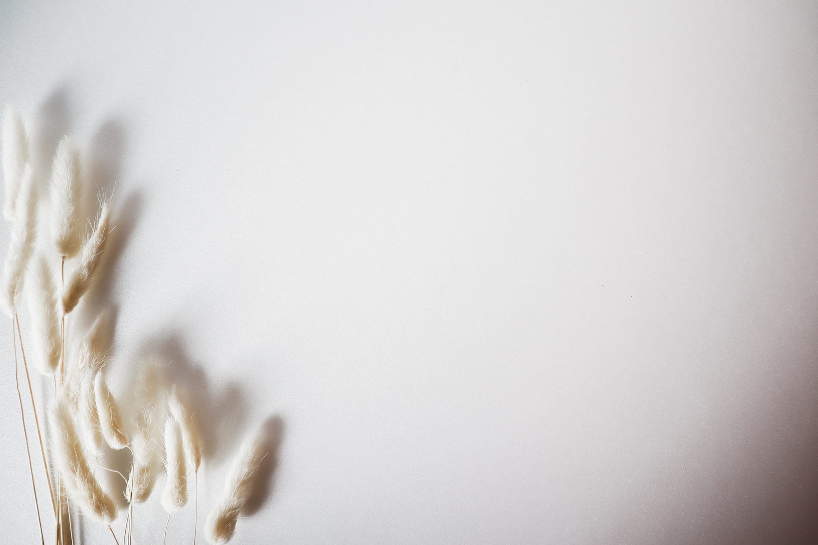 White Lagurus Corner on White Background