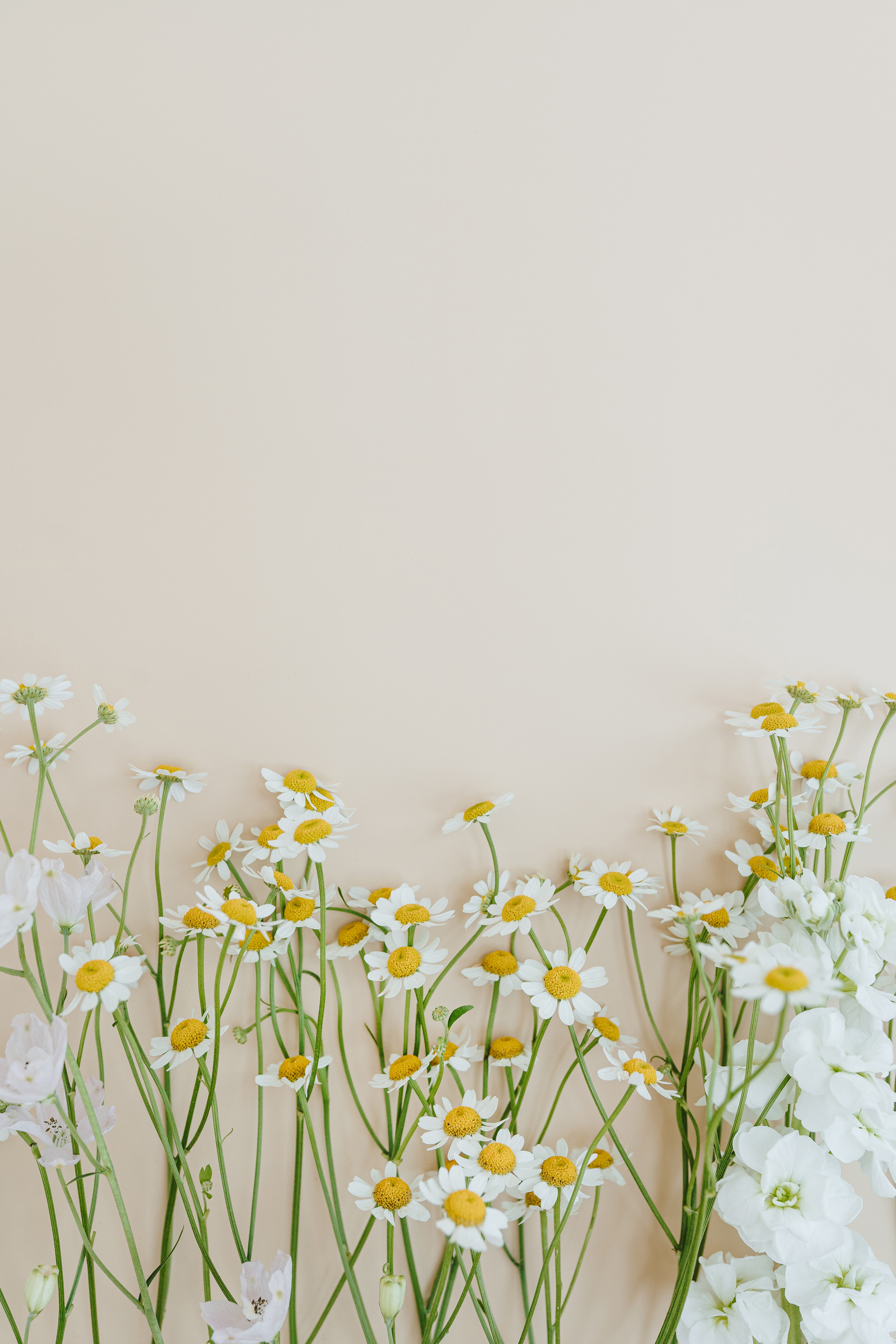 Aesthetic Chamomile Flowers on Beige Copy Space Background